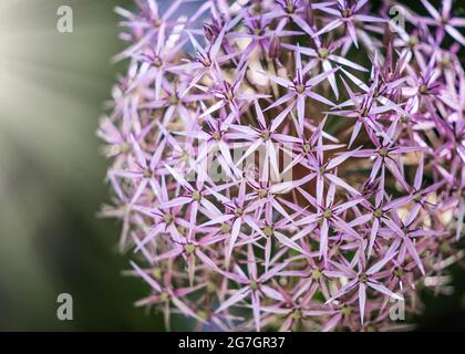 Die Sterne von Persia Allium Christophii, die mehrjährige Dolden tragen, enthalten bis zu 100 sternförmige Fuchsia-Blüten mit einem metallischen Glanz, die in wilden Blüten wachsen Stockfoto