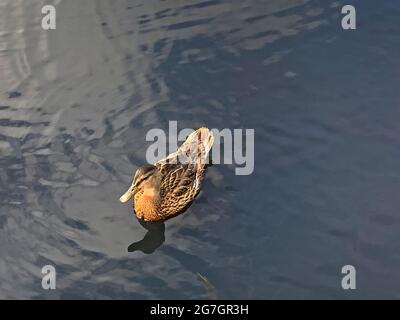 Sault Ste Marie Canal National Historic Site/Mallard Enten Stockfoto