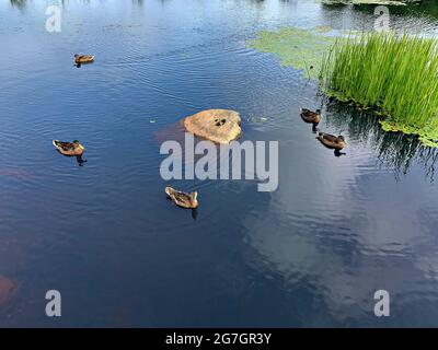 Sault Ste Marie Canal National Historic Site/Mallard Enten Stockfoto