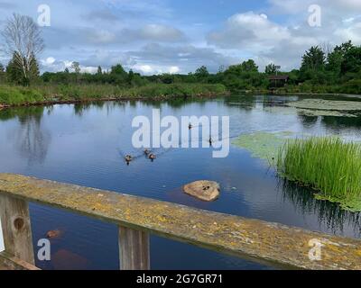 Sault Ste Marie Canal National Historic Site/Mallard Enten Stockfoto