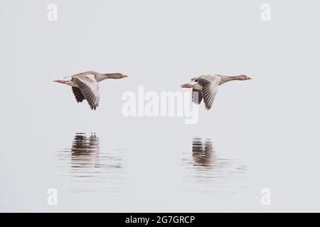 Graugans (Anser anser), zwei Graugänse im Flug über einen See, mit Spiegelbild, High-Key-Bild, Deutschland, Bayern Stockfoto