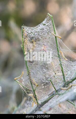 Spindle Ermine (Yponomeuta cagnagella, Yponomeuta cagnagellus), Raupen bei Common Spindle, Euonymus europaeus, Deutschland Stockfoto