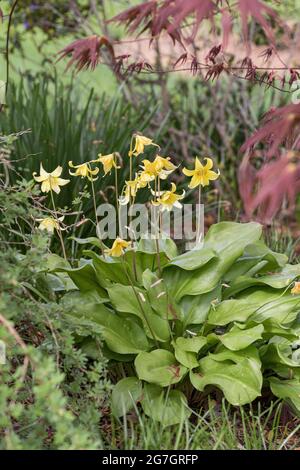 Maiglöckchen, Forellenlilie, Hundezahn-Veilchen, Adderzunge (Erythronium 'Pagode', Erythronium Pagode), blühende, kultivierte Pagode Stockfoto