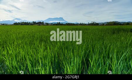 Nicht Gras, sondern eigentlich ein Reisfeld in Kota Belud, Sabah. Im Hintergrund befindet sich der majestätische Mount Kinabalu. Stockfoto
