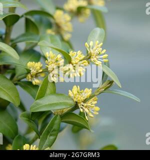 Gemeinschaftskachtel, Buchsbaum (Buxus sempervirens var. arborescens, Buxus sempervirens), blühend, Deutschland Stockfoto