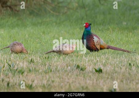 Gewöhnlicher Fasan, Kaukasus-Fasan, kaukasischer Fasan (Phasianus colchicus), Männchen und zwei Weibchen, Schweiz, Sankt Gallen Stockfoto