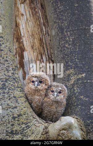 Eurasische Waldkauz (Strix aluco), zwei junge eurasische Waldkauz, die aus ihrer Bruthöhle in der Schweiz, Sankt Gallen, gucken Stockfoto