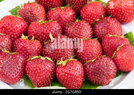 Hybride Erdbeere, Gartenerdbeere (Fragaria x ananassa 'Malwina', Fragaria x ananassa Malwina, Fragaria ananassa), Erdbeeren der Sorte Stockfoto