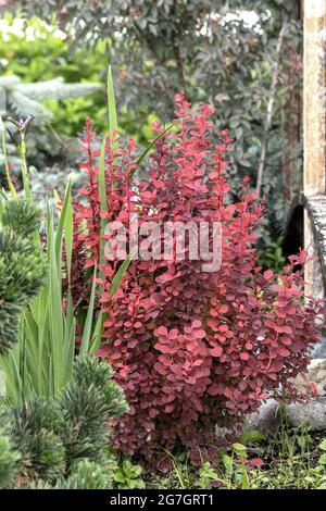 Japanische Berberitze (Berberis thunbergii 'Orange Rocket', Berberis thunbergii 'Orange Rocket'), Sorte 'Orange Rocket' Stockfoto