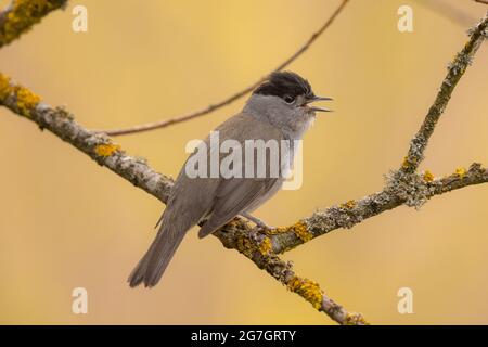 Blackcap (Sylvia atricapilla), singender Rüde, Deutschland, Bayern Stockfoto