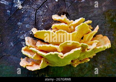 Das Huhn des Waldes, Aulphur polypore, Schwefel-Schelf (Laetiporus sulfureus), Fruchtkörper auf Totholz, Deutschland, Nordrhein-Westfalen Stockfoto