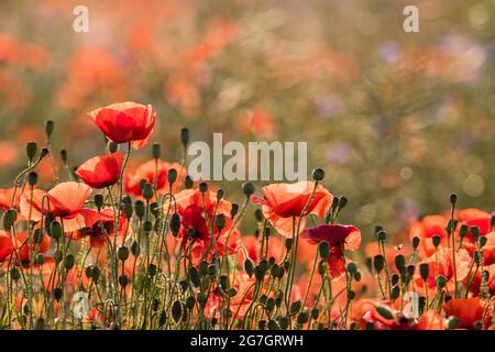 Gemeiner Mohn, Maismohn, Rotmohn (Papaver rhoeas), blühender Mohn im Hintergrund, Mecklenburg-Vorpommern, Rügen Stockfoto