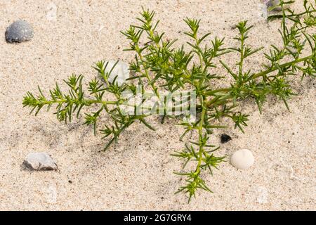 Stachelige russische Distel, russische Distel, weiches roliges Poly, stacheliges Salzkraut, Salzkraut (Salsola kali subsp. Tragus, Salsola tragus, Kali tragus, Stockfoto