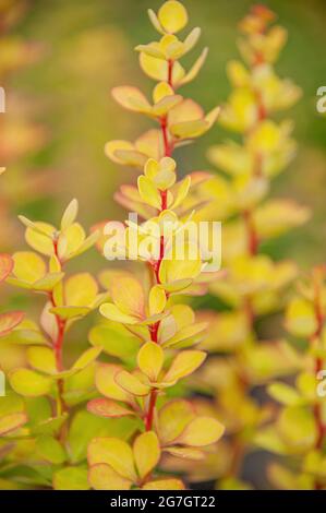 Japanische Berberis thunbergii 'Golden Torch', Berberis thunbergii Golden Torch), Sorte Golden Torch Stockfoto