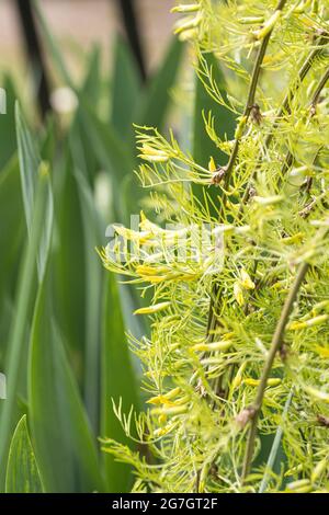 pea-Strauch, Erbsenbaum, sibirischer Erbsenstrauch (Caragana arborescens 'Walker', Caragana arborescens Walker), Blätter und Blüten der Sorte Walker, Deutschland Stockfoto