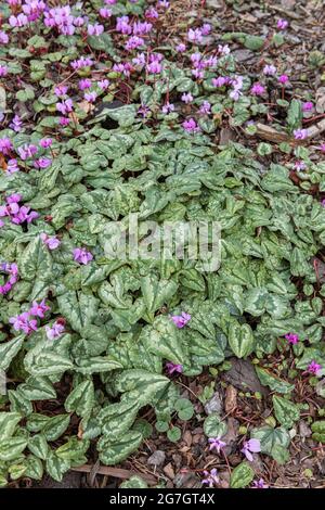 Efeu-leaved Alpenveilchen, winterharte Alpenveilchen (Cyclamen Hederifolium, Cyclamen Hederaefolium, Cyclamen Neapolitanum), blühen Stockfoto