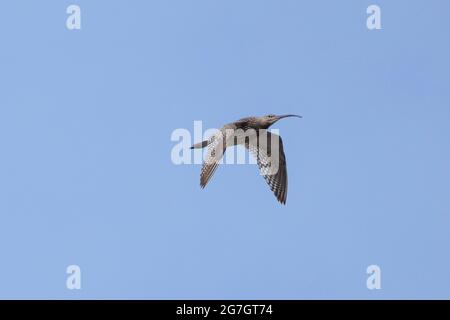 westlicher Curlew (Numenius arquata), im Flug, Deutschland, Bayern Stockfoto