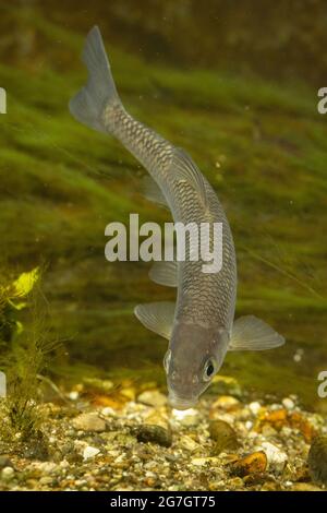 Dace (Leuciscus leuciscus), Futter auf dem Boden, Deutschland Stockfoto