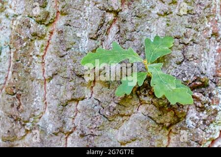 Pyrenäeneiche (Quercus pyrenaica), Baumstamm mit Laubschiessen Stockfoto