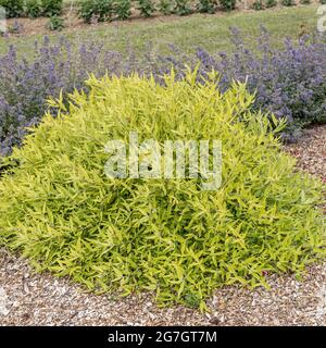 Blaubart, Blauer Bär (Caryopteris x Clandonensis 'Worcester Gold', Caryopteris x Clandonensis Worcester Gold), blühend, Sorte Worcester Gold Stockfoto