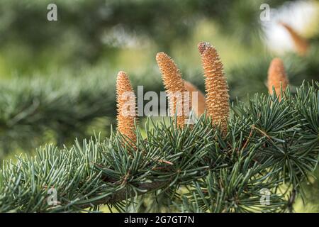 Deodarzeder, indische Zeder (Cedrus deodara 'Eisregen', Cedrus deodara Eisregen), männliche Blüten der Sorte Eisregen, Deutschland Stockfoto