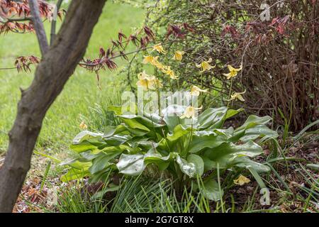 Maiglöckchen, Forellenlilie, Hundezahn-Veilchen, Adderzunge (Erythronium 'Pagode', Erythronium Pagode), blühende, kultivierte Pagode, Deutschland Stockfoto