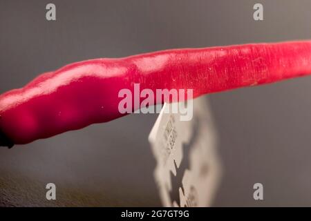 Chili (Capsicum spec. Rote Chilischote, wie eine Rasierklinge schneidend Stockfoto