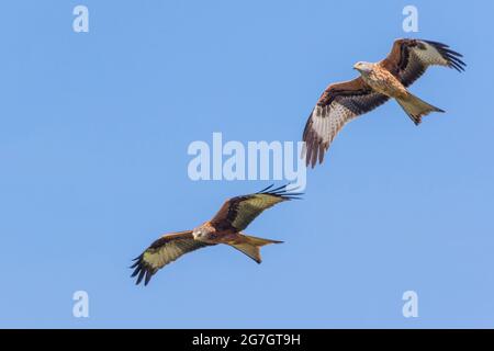 Roter Drachen (Milvus milvus), zwei rote Drachen im Flug am blauen Himmel, Schweiz, Sankt Gallen Stockfoto