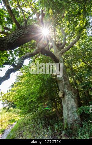 Gemeine Eiche, stielige Eiche, englische Eiche (Quercus robur. Quercus pedunculata), alte Eiche im Biosphärenreservat Suedost-Rügen, Insel Vilm, Deutschland, Stockfoto