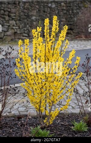 Gewöhnliche Forsythia (Forsythia x intermedia 'Goldzauber', Forsythia x intermedia Goldzauber, Forsythia intermedia), blühend, Sorte Goldzauber Stockfoto