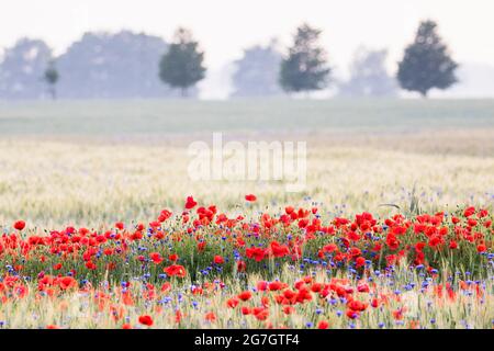 Mohn, Maismohns, Rotmohn (Papaver rhoeas), Mohnblumen und Maisblüten in einem Getreidefeld, Deutschland, Usedom Stockfoto