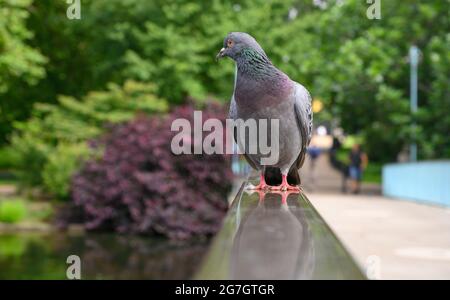 St James’s Park, London, Großbritannien. 14. Juli 2021. Mit wenigen Touristen im Zentrum Londons hat die Tierwelt des Royal Park die Fußwege übernommen und sich weigert, sich für Passanten zu bewegen, die um schlafende Wasservögel und Vögel herumlaufen müssen, die in der Hitze faulenzen. Quelle: Malcolm Park/Alamy Live News Stockfoto