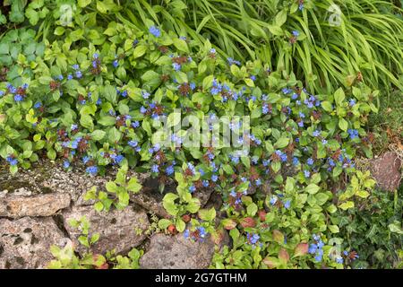 plumbago (Ceratostigma plumbaginoides), blühend, Deutschland Stockfoto