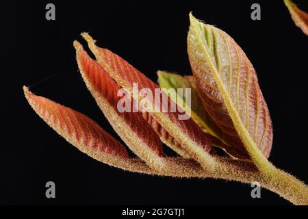 Walnuss (Juglans regia), schießdes Blatt vor schwarzem Hintergrund Stockfoto