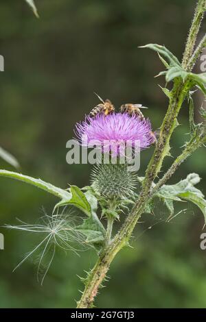 Stierdistel, Distel, Distel (Cirsium vulgare, Cirsium lanceolatum), Blume mit Bienen, Deutschland Stockfoto