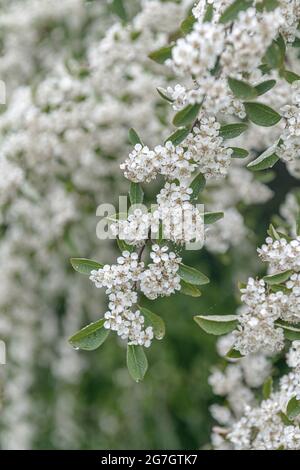 Viele blühende Zwergmispel (Zwergmispel Multiflorus), blühen Stockfoto