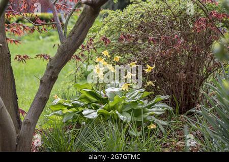 Maiglöckchen, Forellenlilie, Hundezahn-Veilchen, Adderzunge (Erythronium 'Pagode', Erythronium Pagode), blühende, kultivierte Pagode Stockfoto