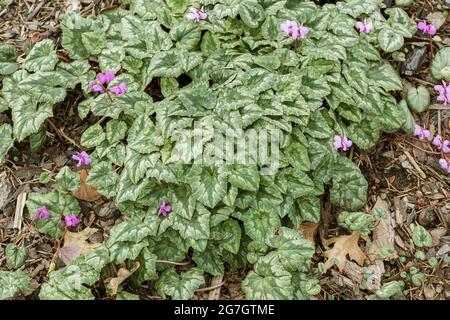 Ivy-blättrige Cyclamen, winterharte Cyclamen (Cyclamen hederifolium, Cyclamen hederaefolium, Cyclamen neapolitanum), blühend, Deutschland Stockfoto