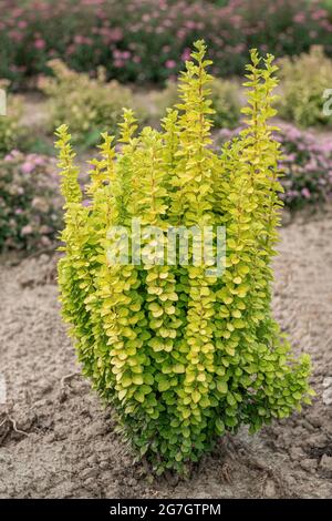 Japanische Berberis thunbergii 'Maria', Berberis thunbergii Maria, Sorte Maria Stockfoto