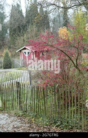 Europäische Spindel-Baum (Euonymus Europaea, Euonymus Europaeus), mit Früchten, Deutschland Stockfoto