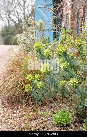 Großer mediterraner Spurge (Ephorbia characias ssp. Wulfenii), blühend, Vereinigtes Königreich Stockfoto