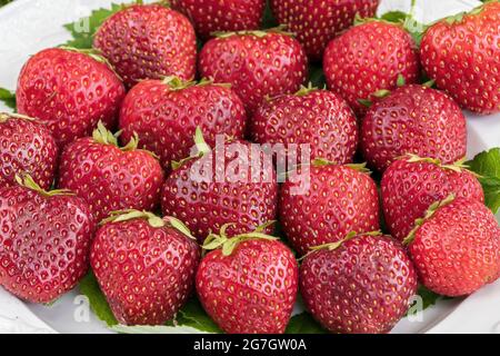 Hybride Erdbeere, Gartenerdbeere (Fragaria x ananassa 'Malwina', Fragaria x ananassa Malwina, Fragaria ananassa), Erdbeeren der Sorte Stockfoto