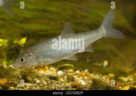 Dace (Leuciscus leuciscus), über Kieselsteinen, Deutschland Stockfoto