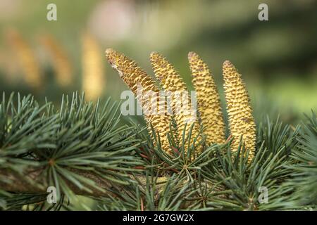 Deodarzeder, indische Zeder (Cedrus deodara 'Eisregen', Cedrus deodara Eisregen), männliche Blüten der Sorte Eisregen, Deutschland Stockfoto