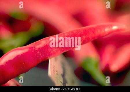 Chili (Capsicum spec. Rote Chilischote, wie eine Rasierklinge schneidend Stockfoto