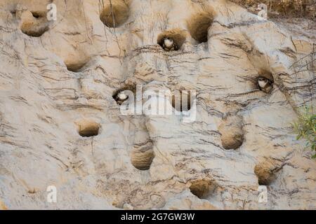 Sand martin (Riparia riparia), sandmartin-Kolonie, Deutschland, Hiddensee Stockfoto