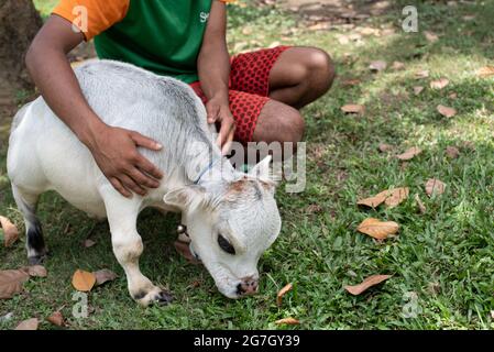 Dhaka, Bangladesch. Juli 2021. Eine weiße Zwergkuh namens Rani wird als die kleinste Kuh der Welt gefeiert und wird in Nabinagar, vor dem Rand von Dhaka, Bangladesch, gefunden. Sie ist 57 Pfund, 27 Zoll breit und 20 Zoll groß. Der Besitzer hat sich beim Guinness-Buch der Rekorde beworben und hofft, dass Rani den Rekord für die kleinste Kuh der Welt brechen wird. (Foto von Fatima-Tuj-Johora/Sipa USA) Quelle: SIPA USA/Alamy Live News Stockfoto