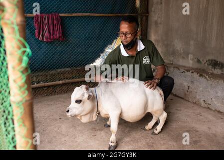 Eine weiße Zwergkuh namens Rani wird als die kleinste Kuh der Welt gefeiert und wird in Nabinagar, vor dem Rand von Dhaka, Bangladesch, gefunden. Sie ist 57 Pfund, 27 Zoll breit und 20 Zoll groß. Der Besitzer hat sich beim Guinness-Buch der Rekorde beworben und hofft, dass Rani den Rekord für die kleinste Kuh der Welt brechen wird. (Foto von Fatima-Tuj-Johora/Sipa USA) Stockfoto