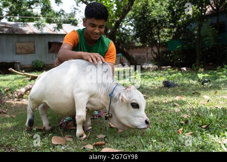 Eine weiße Zwergkuh namens Rani wird als die kleinste Kuh der Welt gefeiert und wird in Nabinagar, vor dem Rand von Dhaka, Bangladesch, gefunden. Sie ist 57 Pfund, 27 Zoll breit und 20 Zoll groß. Der Besitzer hat sich beim Guinness-Buch der Rekorde beworben und hofft, dass Rani den Rekord für die kleinste Kuh der Welt brechen wird. (Foto von Fatima-Tuj-Johora/Sipa USA) Stockfoto