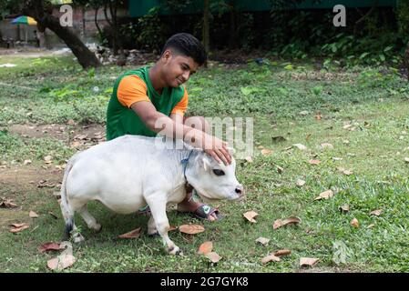 Dhaka, Bangladesch. Juli 2021. Eine weiße Zwergkuh namens Rani wird als die kleinste Kuh der Welt gefeiert und wird in Nabinagar, vor dem Rand von Dhaka, Bangladesch, gefunden. Sie ist 57 Pfund, 27 Zoll breit und 20 Zoll groß. Der Besitzer hat sich beim Guinness-Buch der Rekorde beworben und hofft, dass Rani den Rekord für die kleinste Kuh der Welt brechen wird. (Foto von Fatima-Tuj-Johora/Sipa USA) Quelle: SIPA USA/Alamy Live News Stockfoto